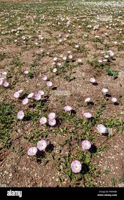 Image result for Convolvulus goyderi