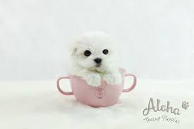 Pin On Cuteacup_doggo