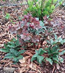 Helleborus 'anna's red' (hellebore, lenten rose) is a winter flowering herbaceous perennial with evergreen leaves have fine cream marbling. Growing Hellebores Lenten Rose How To Grow Helleborus