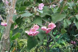 Image result for Dombeya burgessiae