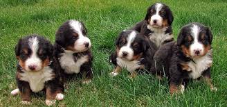 Click here to be notified when new bernese mountain dog puppies are listed. Novae Farm Our Secrets For Paw Feclty Educated Puppies Ca Novae Tuscan Country Farmhouse Feel At Home But With Extra Cuddles