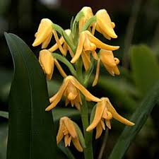 Image result for Polystachya greatrexii