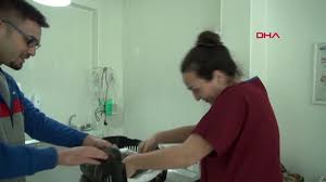 Aksaray 4 Uncu Kattan Dusup Ayagi Kirilan Kedi Ameliyat Edildi Dailymotion Video