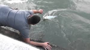 Kerképárutak pécsen és a környéken. Pecsi To To Horgaszto Horgaszviz Reszletes Adatai