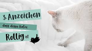 Das heißt, dass sie versucht potenzielle sexualpartner anzulocken. 3 Anzeichen Fur Eine Rollige Katze Youtube