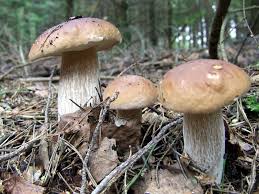 Image result for Boletus projectelloides