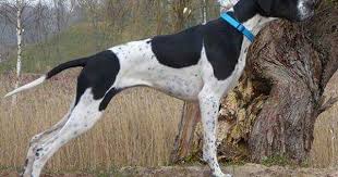 Black And White English Pointer Puppy English Pointer Standard English Pointer Dog German Shorthaired Pointer German Shepherd Dogs