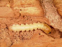 Insecticides Used To Control Emerald Ash Borer On Residential Shade Trees 5 626 Extension