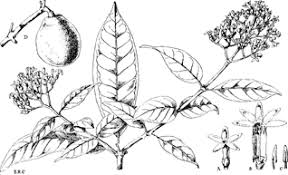 Image result for Landolphia owariensis