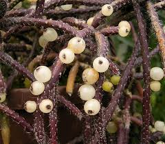 Image result for Rhipsalis baccifera