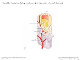 Ligaments and tendons attach to the periosteum. Long Bone Labeled Quizlet Diagram Of Long Bone Diagram Quizlet A Long Bone Is A Drop From Various Monsters Usually Those That Drop Big Bones With Some Exceptions At A