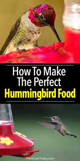 How To Make Hummingbird Food A Perfect Recipe Hummingbird Food Make Hummingbird Food Humming Bird Feeders