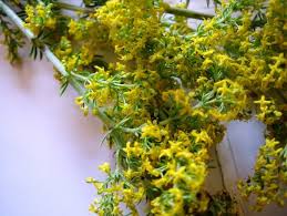 Culege plante de leac in seara magica de sânziene! Beneficiile Extractului Fluid De Sanziene Galbene Plante Medicinale