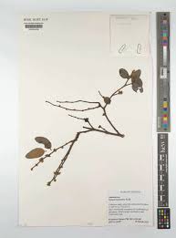 Image result for Xylopia odoratissima