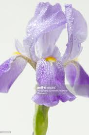 Pin On Iris