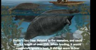 12 Interesting Animals That Are Extinct Because Of Humans Youtube Interesting Animals Steller S Sea Cow Extinction