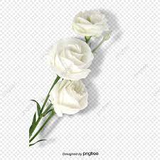Elemento De Rosa Blanca Del Dia De San Valentin Clipart De Rosas Palido Suave Dia De San Valentin Png Y Psd Para Descargar Gratis Pngtree Rosas Blancas Rosas Flores Exoticas