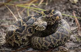 Young Eastern Diamondback Rattlesnake In South Carolina Notice Its Baby Rattle Photo By Gary Berger Reptiles And Amphibians Animals Amphibians