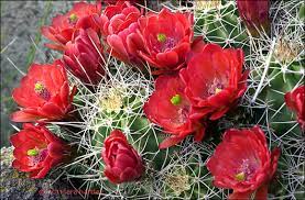 It should not be eaten in winter because it will make you cold. Hedgehog Claret Cup Mojave Mound Cactus Kingcup Cactus Echinocereus Triglochidiatus Desertusa