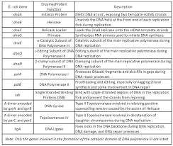 Mutations can occur during dna replication if errors are made and not corrected in time. Chapter 9 Dna Replication Chemistry