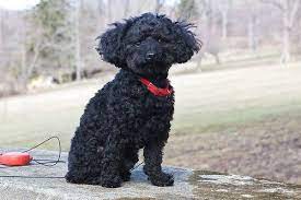 It comes in all solid colors including black, blue, silver, gray, cream, apricot, red, white, brown or café au. Toy Poodle Miniature Poodle Black Toy Poodle Black Miniature Poodle