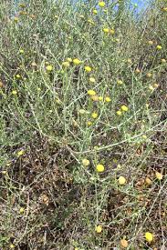 Image result for Pentzia incana