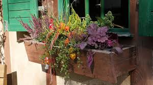 Es Wird Bunt Der Herbst Bringt Farbe An Die Baume Und Der Gartner Farbe In Den Blumenkasten Welche Pflanzen S In 2020 Blumenkasten Blumenkasten Bepflanzen Mdr Garten