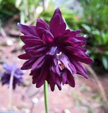 Image result for Aquilegia vulgaris `Tower Mix`
