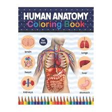 Girls full body picture anatomy. Human Anatomy Coloring Book For Kids Human Body Coloring Activity Book For Kids Human Body Anatomy Coloring Book For Kids Boys And Girls And Medi Buy Online In South Africa