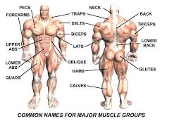 This is a table of skeletal muscles of the human anatomy. Gym Work Out Center And Body Building For Android Apk Download