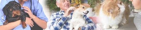 Symptoms of bone marrow cancer in cats bone marrow cancer will result in various symptoms, including localized pain, signs of bone weakness, signs of blood disorders, and potentially other issues if cancer has metastasized and spread to other parts of the body. Osteosarcoma Bone Cancer In Cats Petcure Oncology