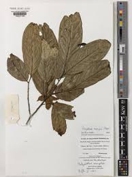 Image result for Huberantha