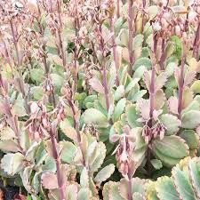 Kalanchoes For Dayz Pretty Pretty Pink And Minty Green Scalloped Edges Bell Flowers Another Great Shot From A Morning Pretty In Pink Minty Green Flowers
