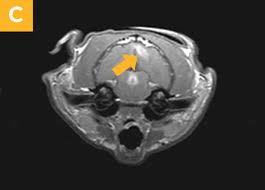 Image result for cuterebriasis in dogs