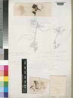 Image result for Tapinanthus dependens