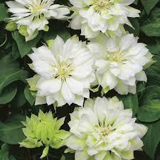 We did not find results for: Neuheit Clematis Yuki Okoshi Clematis Clematis Pflanzen Kletterpflanzen