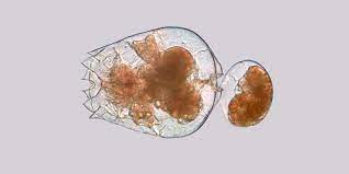 Rotifer Culturing Aquatic Live Food Aqua Cultured Aquarium Foods