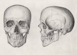 Pencil Drawing Of A Human Skull Skulls Drawing Skull Drawing Human Skull Drawing