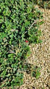 Image result for Indigofera circinella