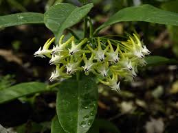 Image result for hoya multiflora