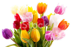 Tulipanes blancos al igual que sucede con las rosas, los tulipanes blancos están asociados a la pureza y la paz. Ramo De Tulipanes Colores Fotografias De Stock Freeimages Com