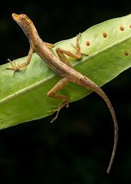 Image result for Anolis scypheus
