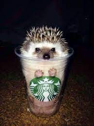 Cute Hedgehog Cute Little Animals Cute Animals Cute Baby Animals
