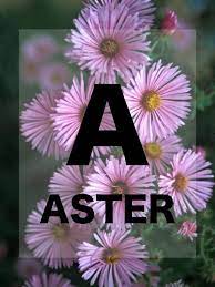 Base of mon names plants flowers in alphabetical order most por flowers can you name base of mon names plants. 26 Names Of Flowers In Alphabetical Order To Teach Your Kiddo Flower Names Flowers Floral