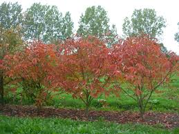 Image result for Aeollanthus neglectus