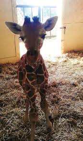Please Say Hello To This 1 Month Old Baby Giraffe Cute Animals Cute Baby Animals Animals