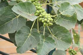 Image result for Ficus abutilifolia