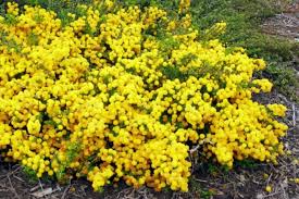 Image result for Acacia lasiopetala