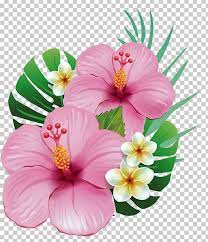 Hawaii Shoeblackplant Common Hibiscus Flower Png Alstroemeriaceae Annual Plant Chinese Hibiscus Clip Color Flower Art Flower Painting Hawaiian Flowers