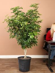 Image result for Schefflera